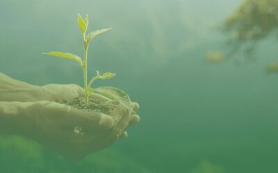 Impact des déchets sur l’environnement